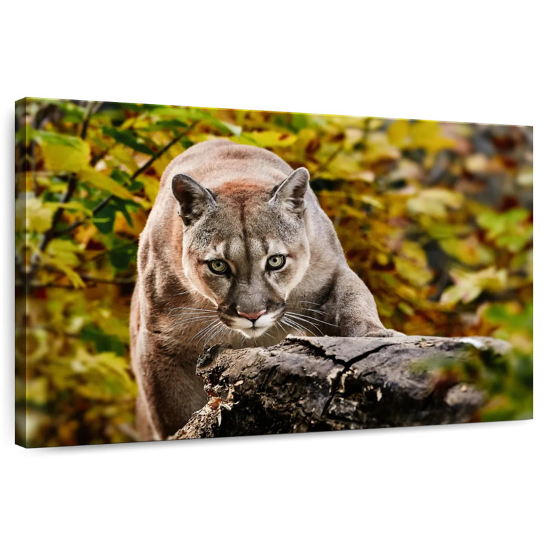 Brampt Hunting Cougar, 20'' H x 30'' W