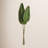 Cupp Strelitzia Arrangement