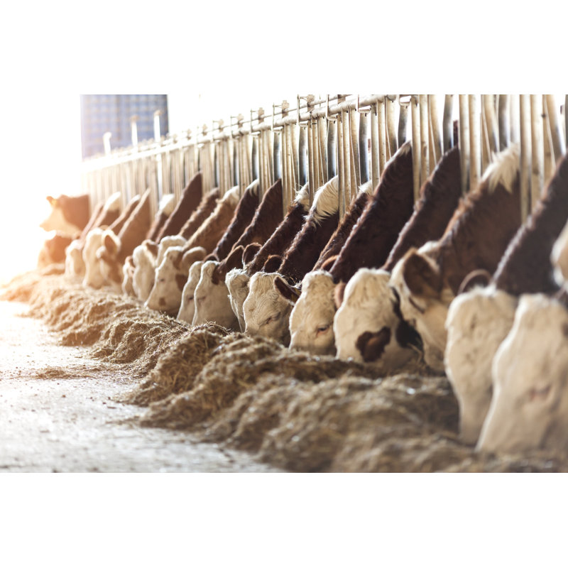 Simmental Cows by 123Ducu, 24" H x 36" W
