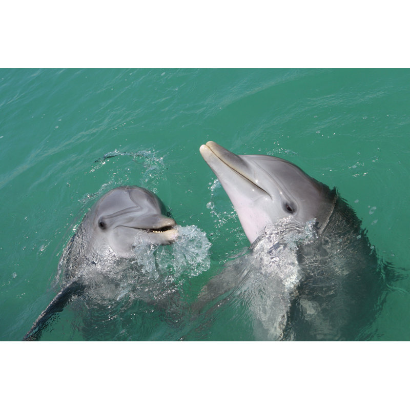 Dolphins Interacting - Photographie sur toile tendue, L 36 po x H 24 po