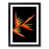 Black Framed selected