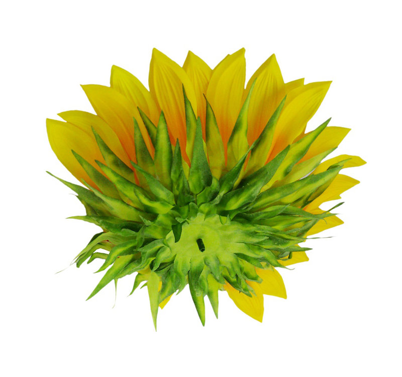 Grand tournesol à une seule tige
