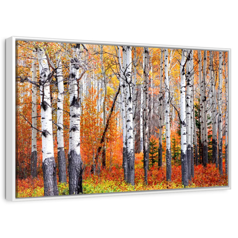 Banff Aspen Forest, Floating Frame White, 31" X 21"