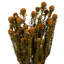 All Natural Tortum Bundle, Prese 12" Tortum Bundle, Preserved-534270905