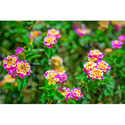 " Lantana Camara " by Adisa