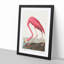 Pink Flamingo by John Audubon - Picture Frame Painting Print-55584062-55584063