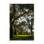 «Robert Oak», «Live Oak Trees», art sur toile-436955334