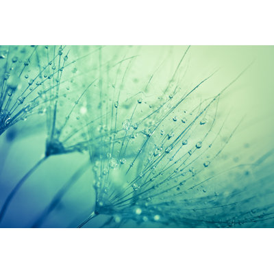 Dandelion Seed by Jasmina007