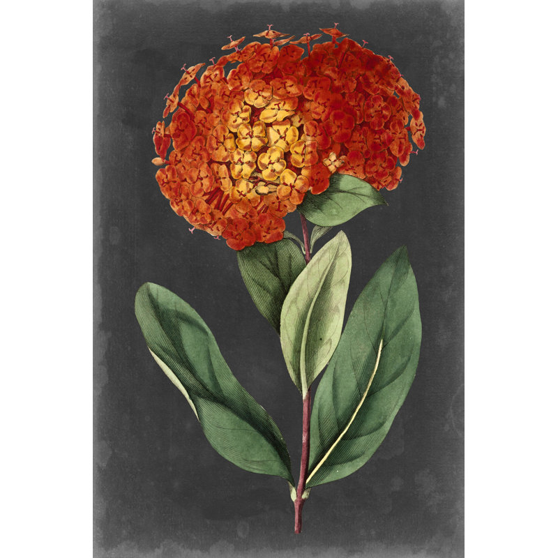 Dramatic Floral II by Curtis - Painting on Canvas, 122cm H x 81cm W, Black Floater Framed