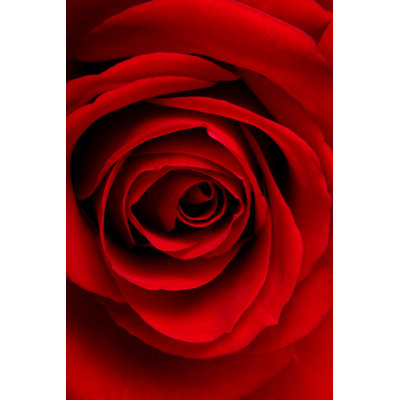 Red Rose Macro - Wrapped Canvas Print