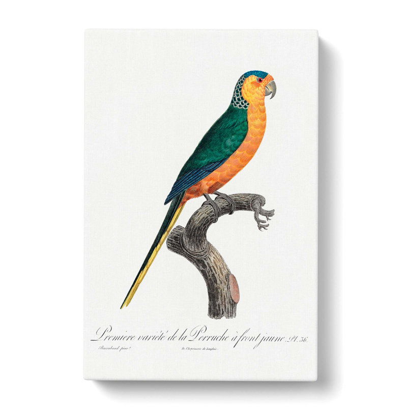 Yellow-Fronted Parakeet by F. Levaillant - Wrapped Canvas Painting, 76cm H x 50cm W x 3cm D