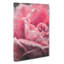 Petals Of A Pink Rose - Wrapped Canvas-56640191