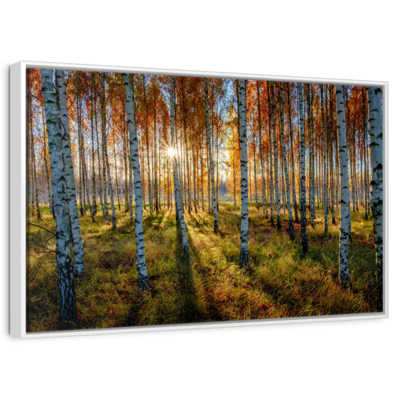 Forêt de bouleaux suédois, 46 po x 31 po, Cadre flottant blanc