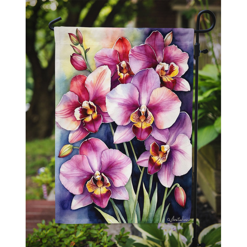 Drapeau d'hypericum ou de millepertuis, Orchidées Miltoniopsis
