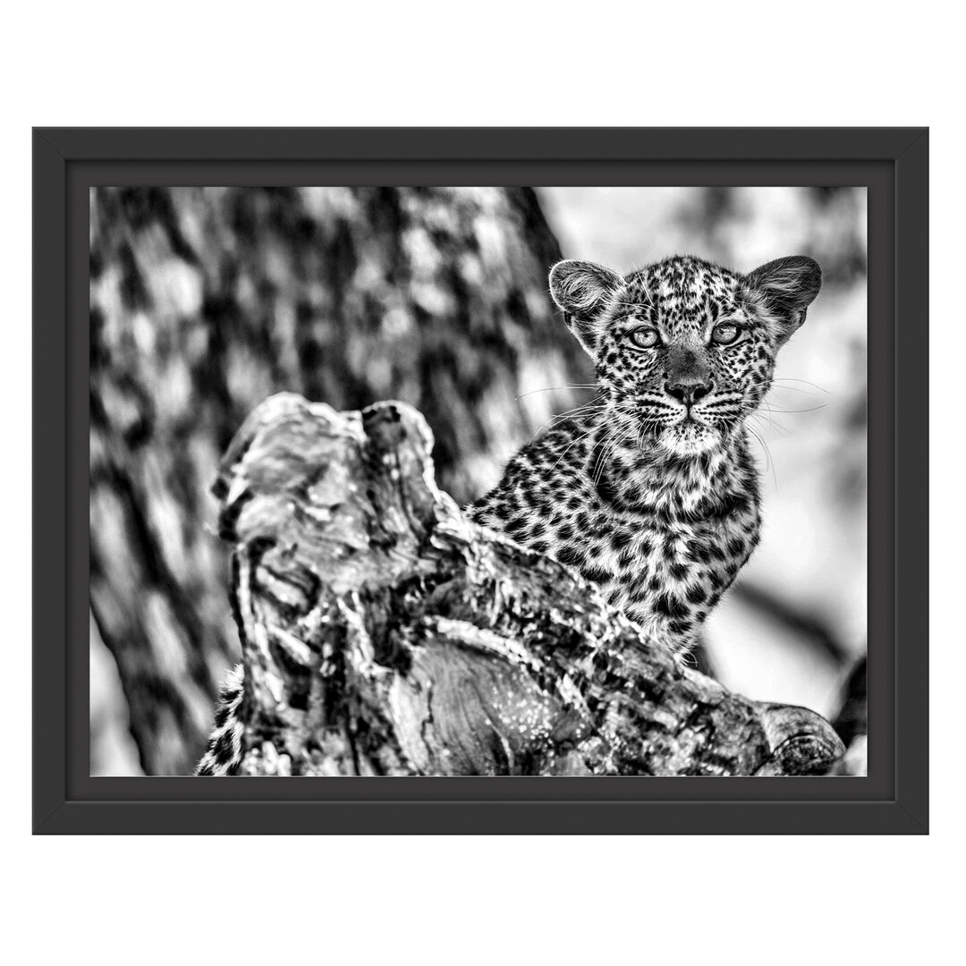 Gerahmtes Wandbild Leopardjunges auf Baum