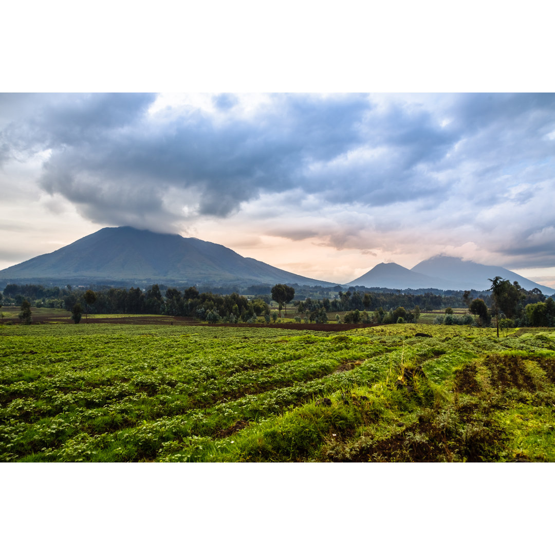 Leinwandbild Virunga Volcano National Park Landschaft mit grünen Feldern im Vordergrund, Ruanda