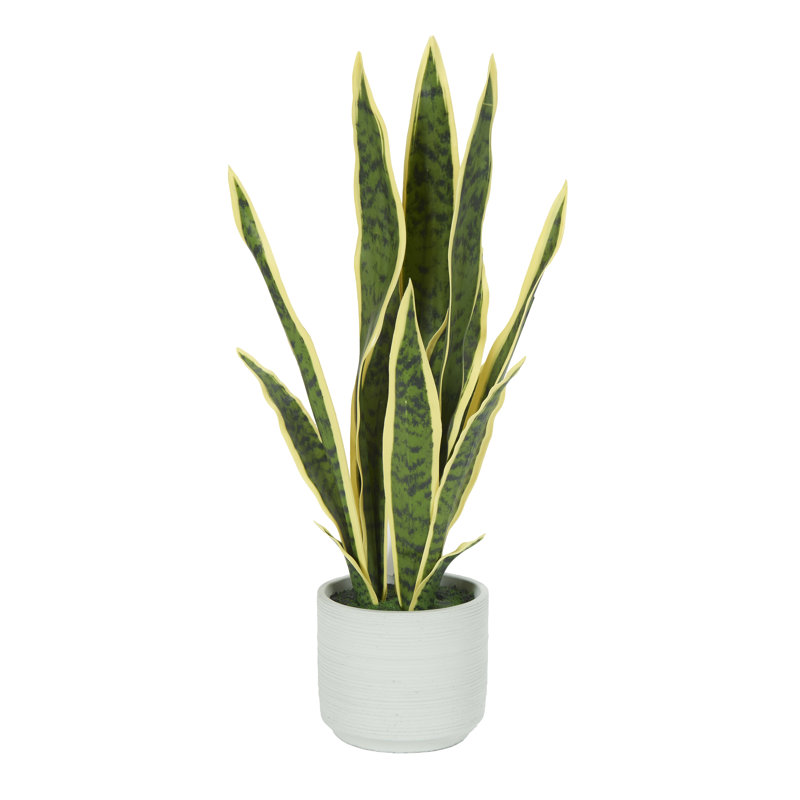 Panaché plante serpent en pot de ciment
