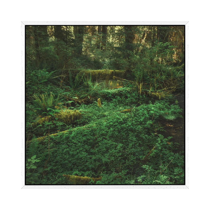 Olympic Rain Forest 1 Piece Wall Art on Canvas, 93.98 cm H x 93.98 cm W, White Framed