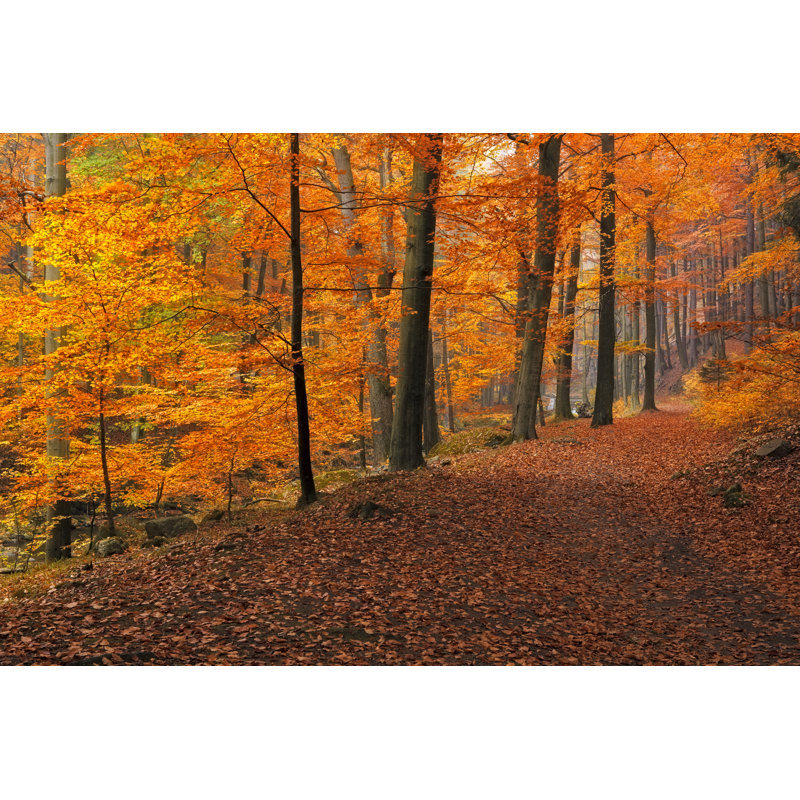 National Park Harz by DieterMeyrl - Wrapped Canvas Print, 61cm H x 91cm W x 3.8cm D