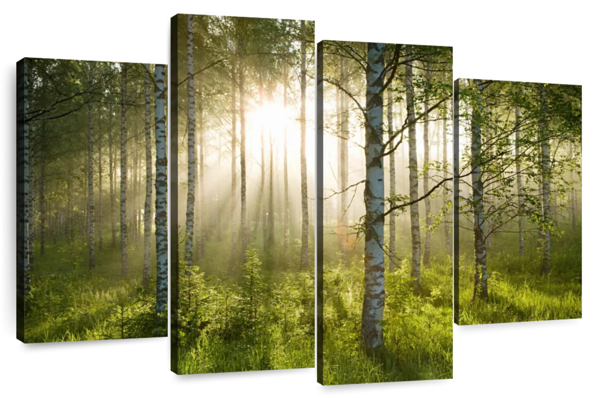 Millwood Pines Alvord Birch Forest Sunlight | Wayfair