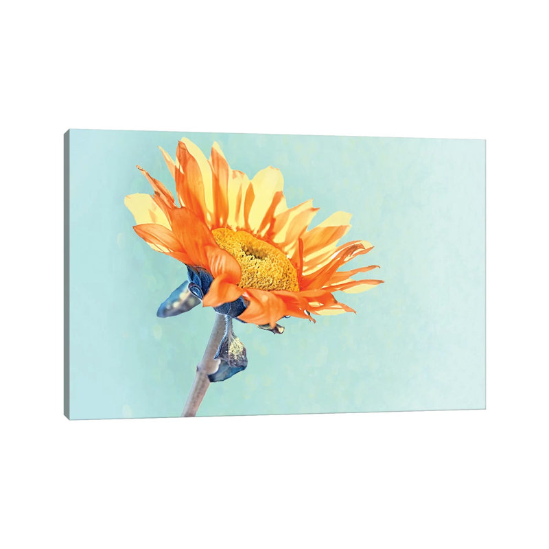 Sunflower by MScottPhotography - Wrapped Canvas Painting, 20.32 cm H x 30.48 cm W