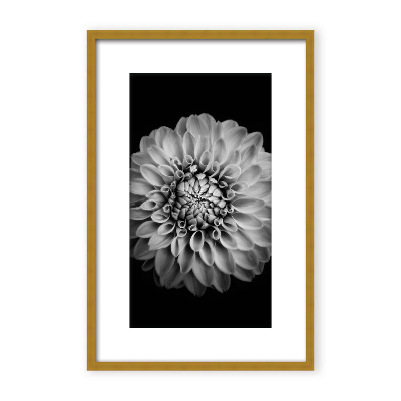 Nature Inspired Marigold by  - Picture Frame Photograph on Paper, 24" H x 16" W x 1.125" D, Black, Framed Matted Print