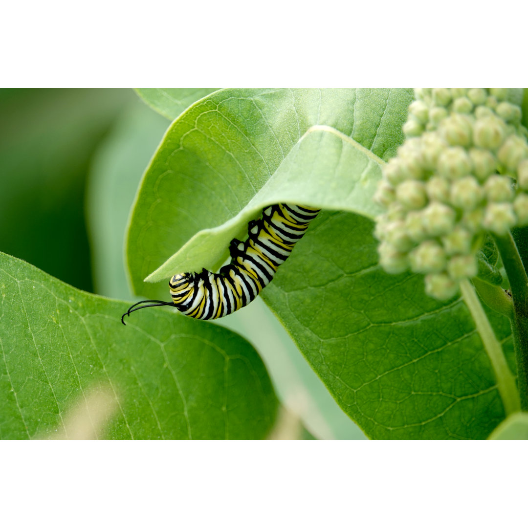 Monarch Caterpillar von ErikAgar - Kunstdrucke auf Leinwand