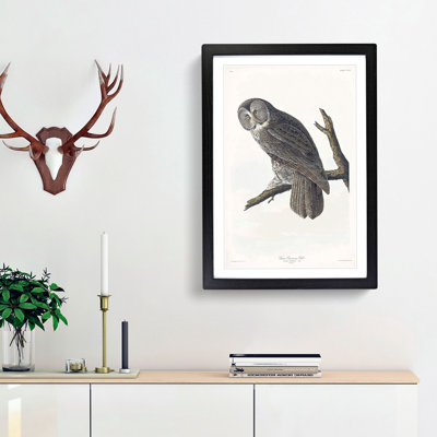 Great Cinereous Owl by John James Audubon - Picture Frame Painting Print