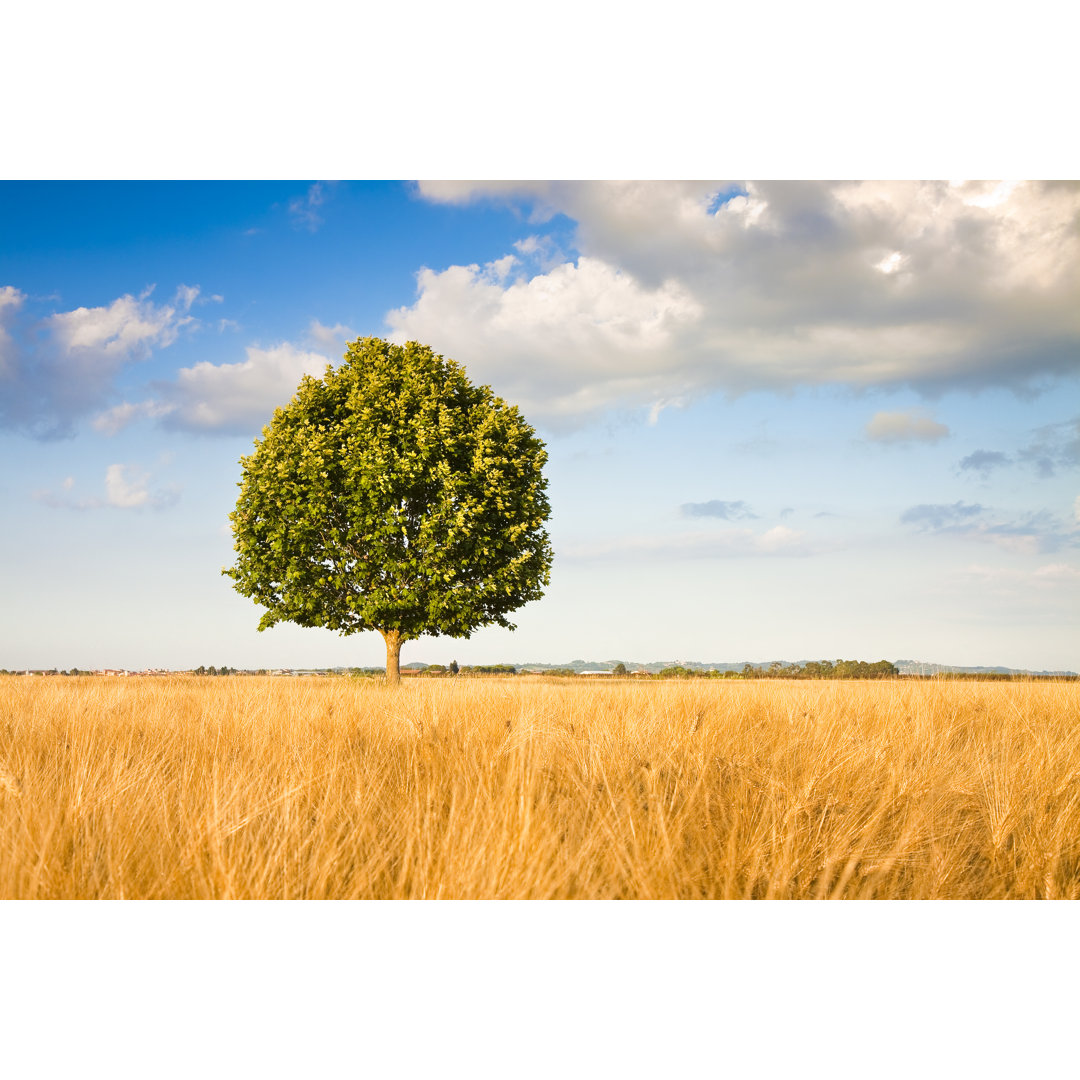 Leinwandbild Isolierter Baum in einem Weizenfeld in der Toskana von France68