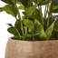 Hellebore Plant In Taupe Pot-11933141-11933143