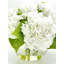 Véritable hydrangée dans un vase-1721809809