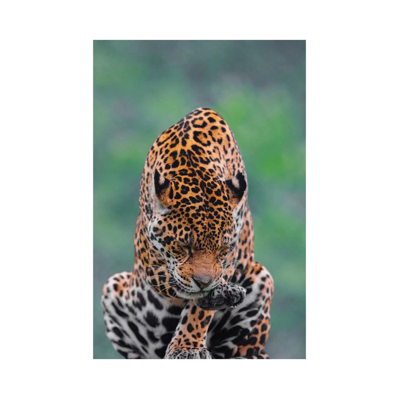 Jaguar III by Goran Anastasovski - Wrapped Canvas Print, 30.48 cm H x 45.72 cm W