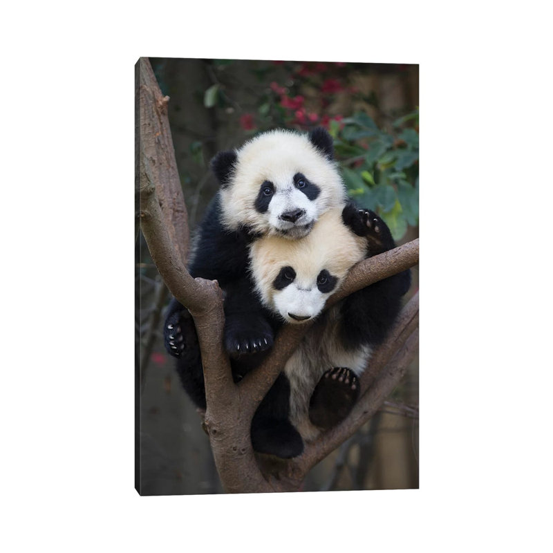 Giant Panda Six-To-Eight Month Old Cubs In Tree, Chengdu, China by Suzi Eszterhas - Wrapped Canvas Print