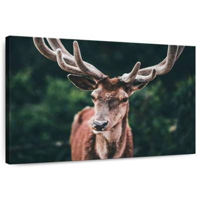 Grand cerf majestueux