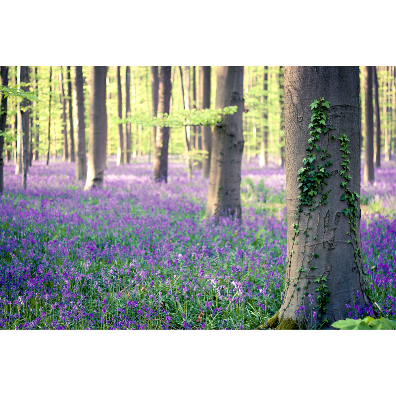 Bluebells Forest - Photographie sur toile tendue, H 20 po x l 30 po