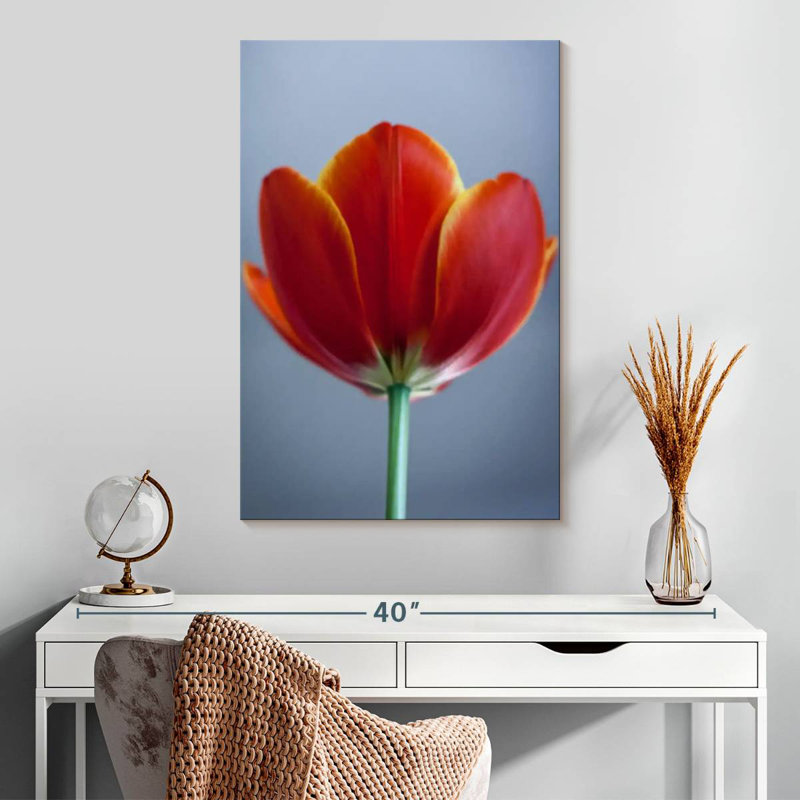 Tulipe rouge Harnek, H 30 po x l 20 po