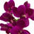 Phalaenopsis Orchid Planter Set