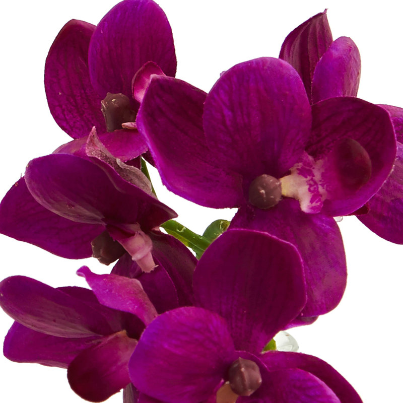 Elegant Trio Phalaenopsis Orchid & Philodendron Potted Arrangement