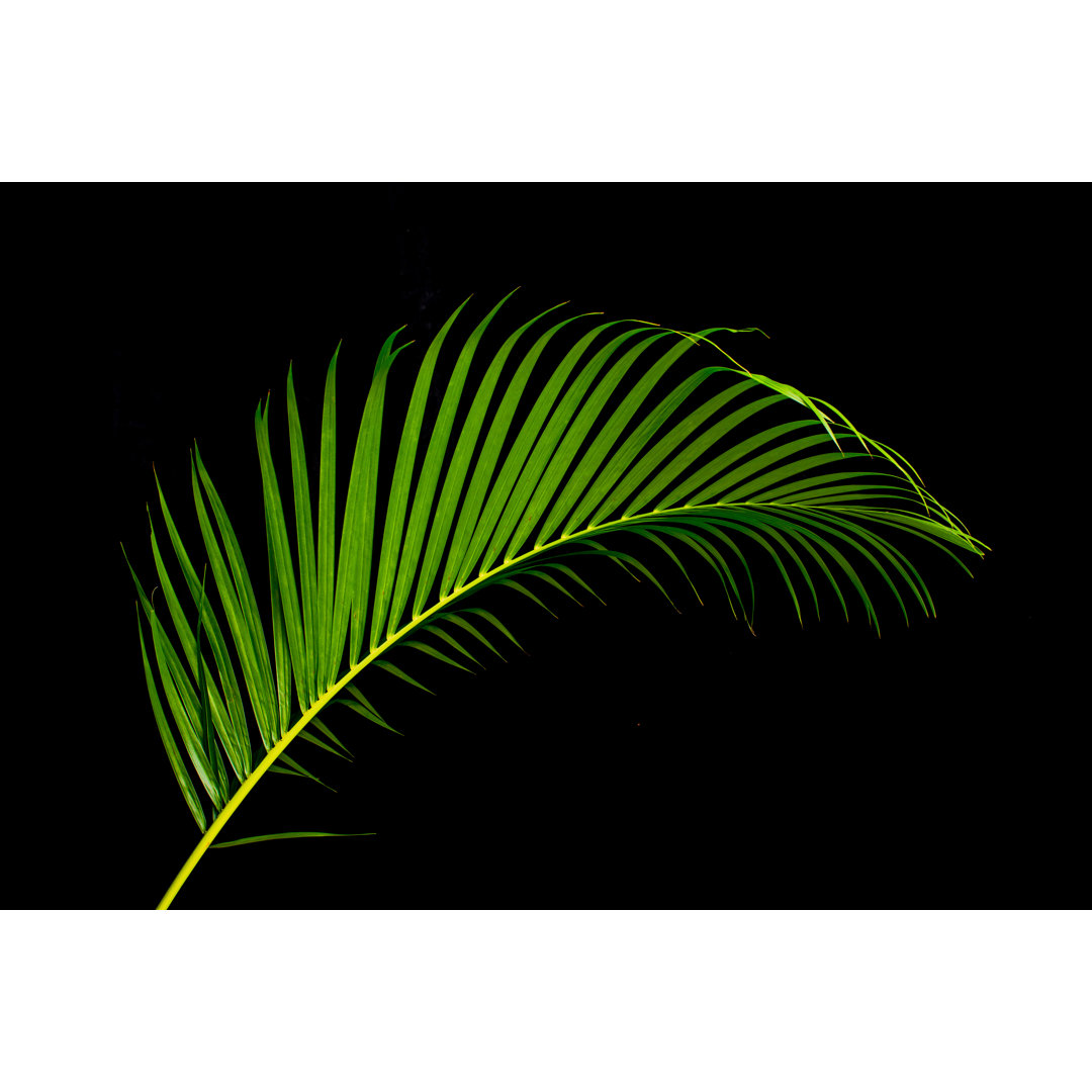 Tropical Palm Leaves - Wrapped Canvas Photograph