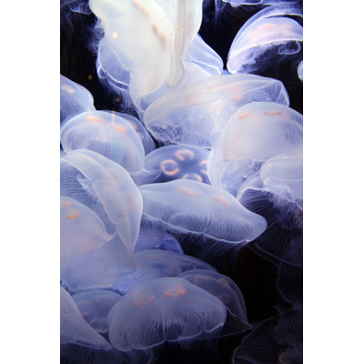 Floating Life - Wrapped Canvas Print