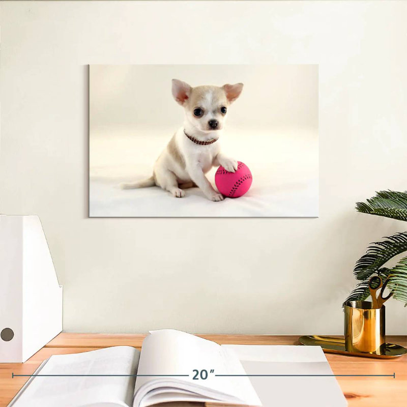 Chihuahua sportif Brampt, H 8 po x l 12 po