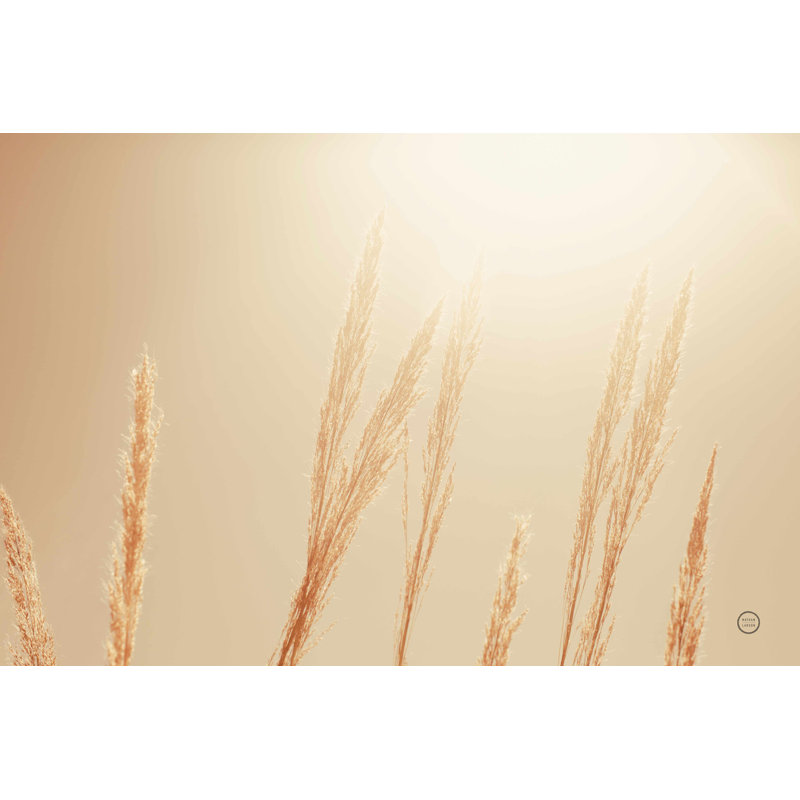 Noon Grasses II - Photographie sur toile tendue, H 12 po x l 18 po
