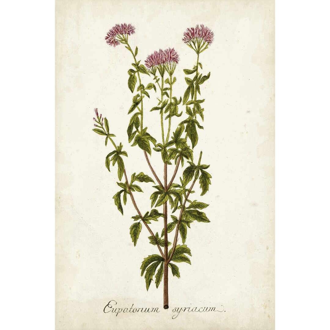 Leinwandbild Antique Herb Botanical I