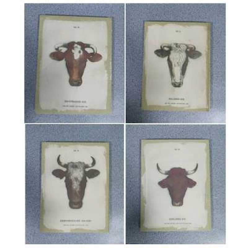 Wall Decor