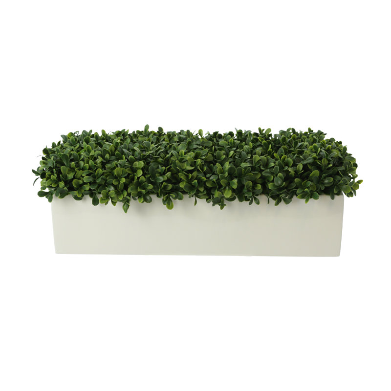 Nature's Nostalgia 6'' Faux Boxwood Plant in Fiberstone Planter, White