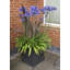 Berenice Handmade Pot Planter-14486350-48478046