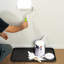 Pet Bowl