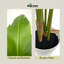 Pot à fleurs décoratif en faux palmier blanc 55 "Algreen