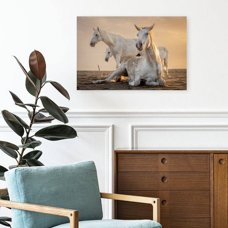 Art blanc, chevaux blancs, heure dorée, sérénité, calme, cheval, plage, nature