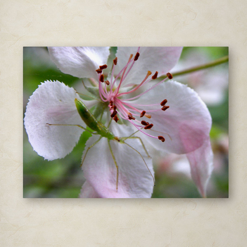 Natural Haven Green Insect on Pink Flower Canvas Print